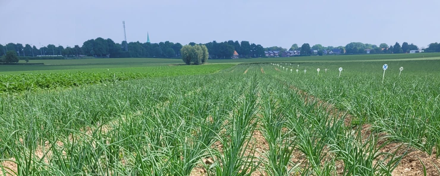 Onion trials 2025, calcium is key!